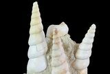 Fossil Gastropod (Haustator) Cluster - Damery, France #74523-2